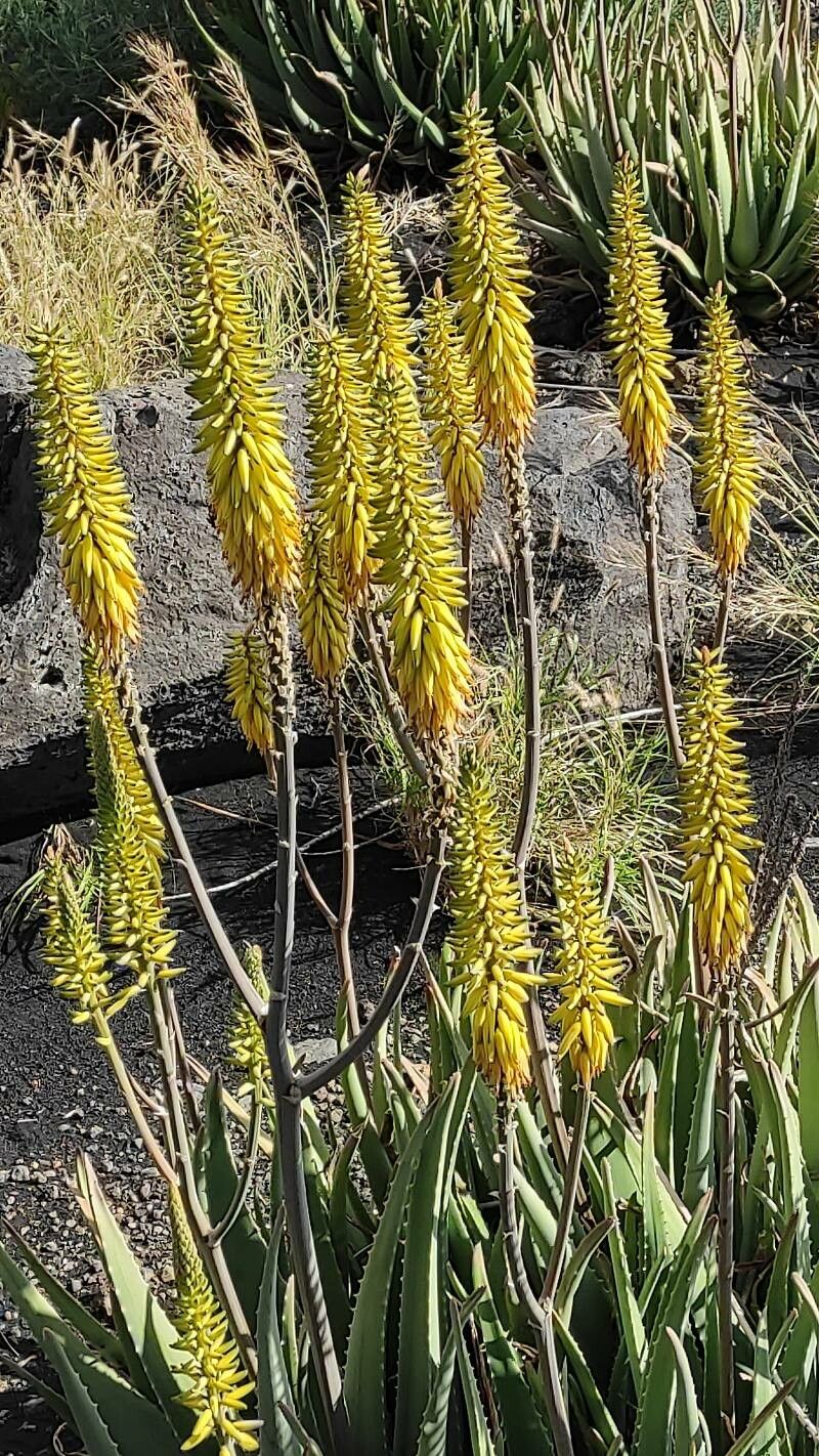 Aloiampelos striatula flower