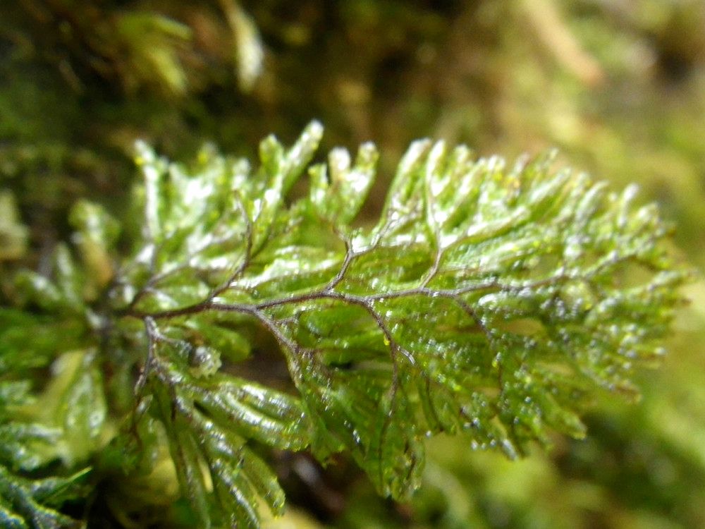 Hymenophyllum peltatum leaf