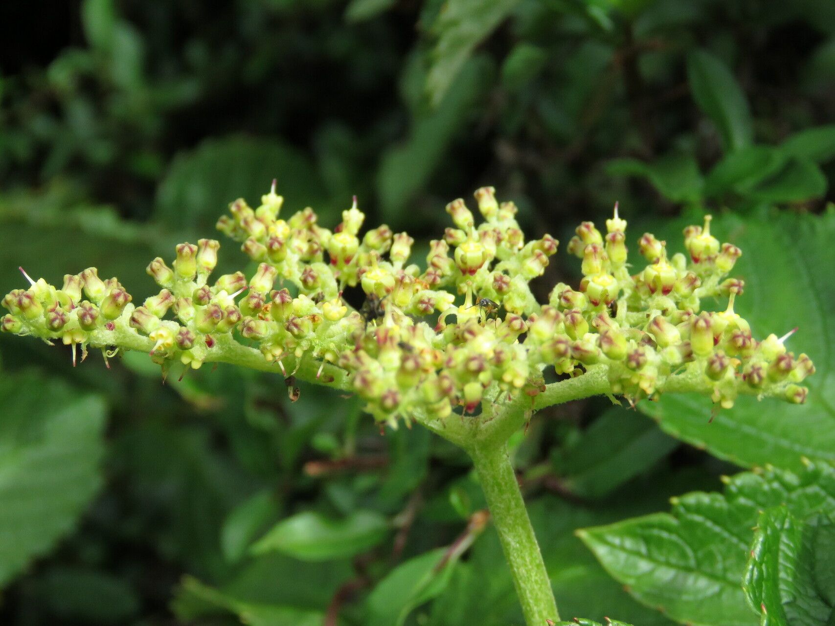 Cyphostemma vandenbrandeanum flower