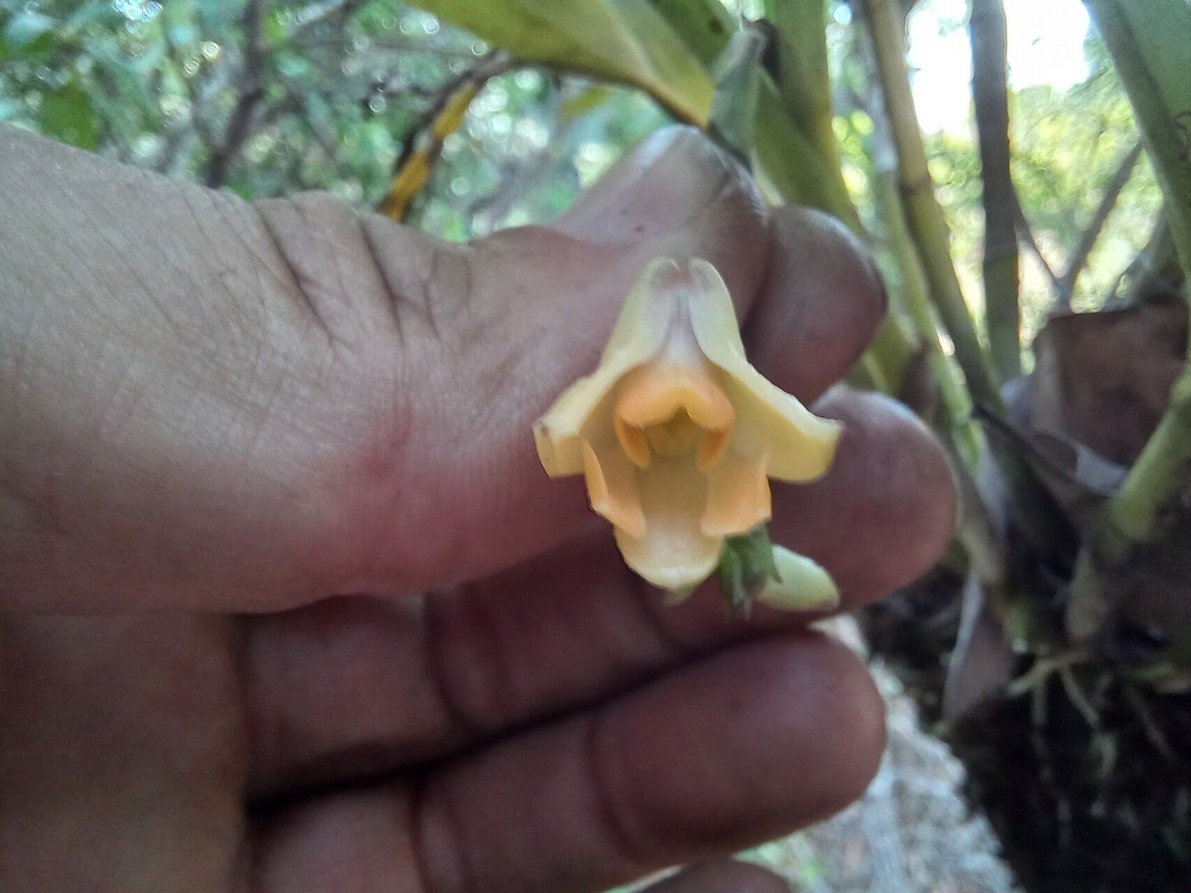 Polystachya armeniaca flower