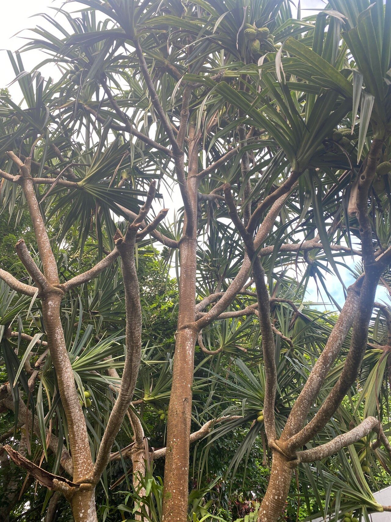 Pandanus conglomeratus habit