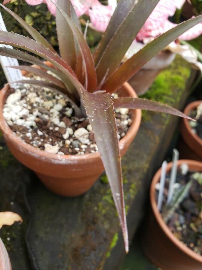 Cryptanthus bahianus