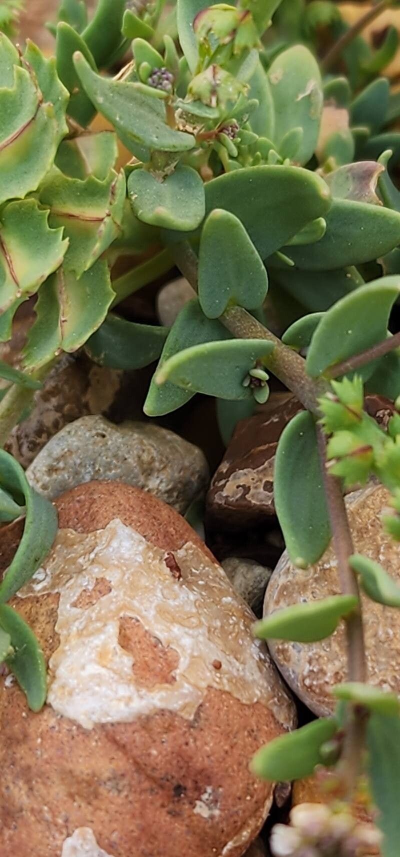 Aethionema carneum — search result for 'Lebanon'