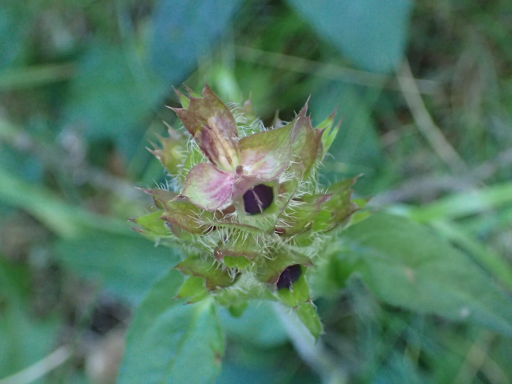 Prunella grandiflora fruit