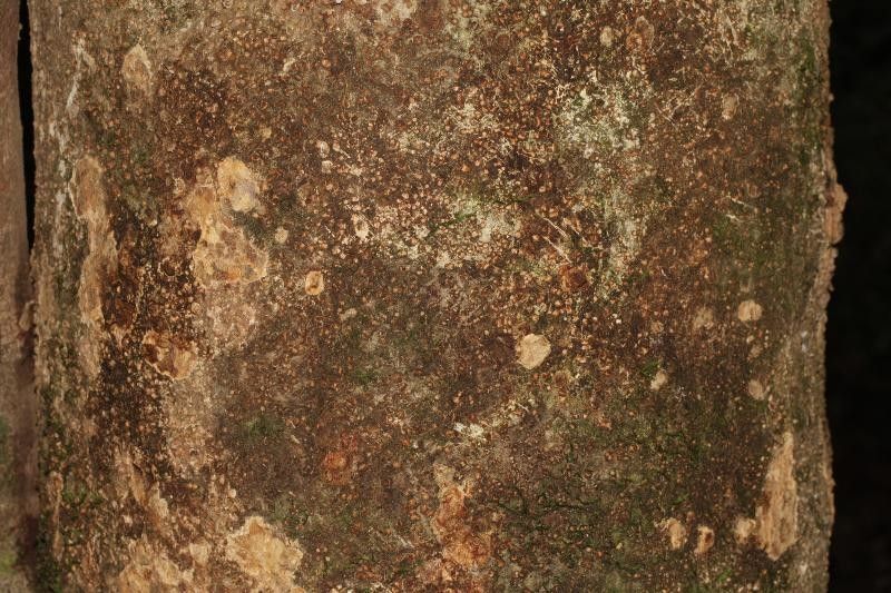 Balizia pedicellaris bark