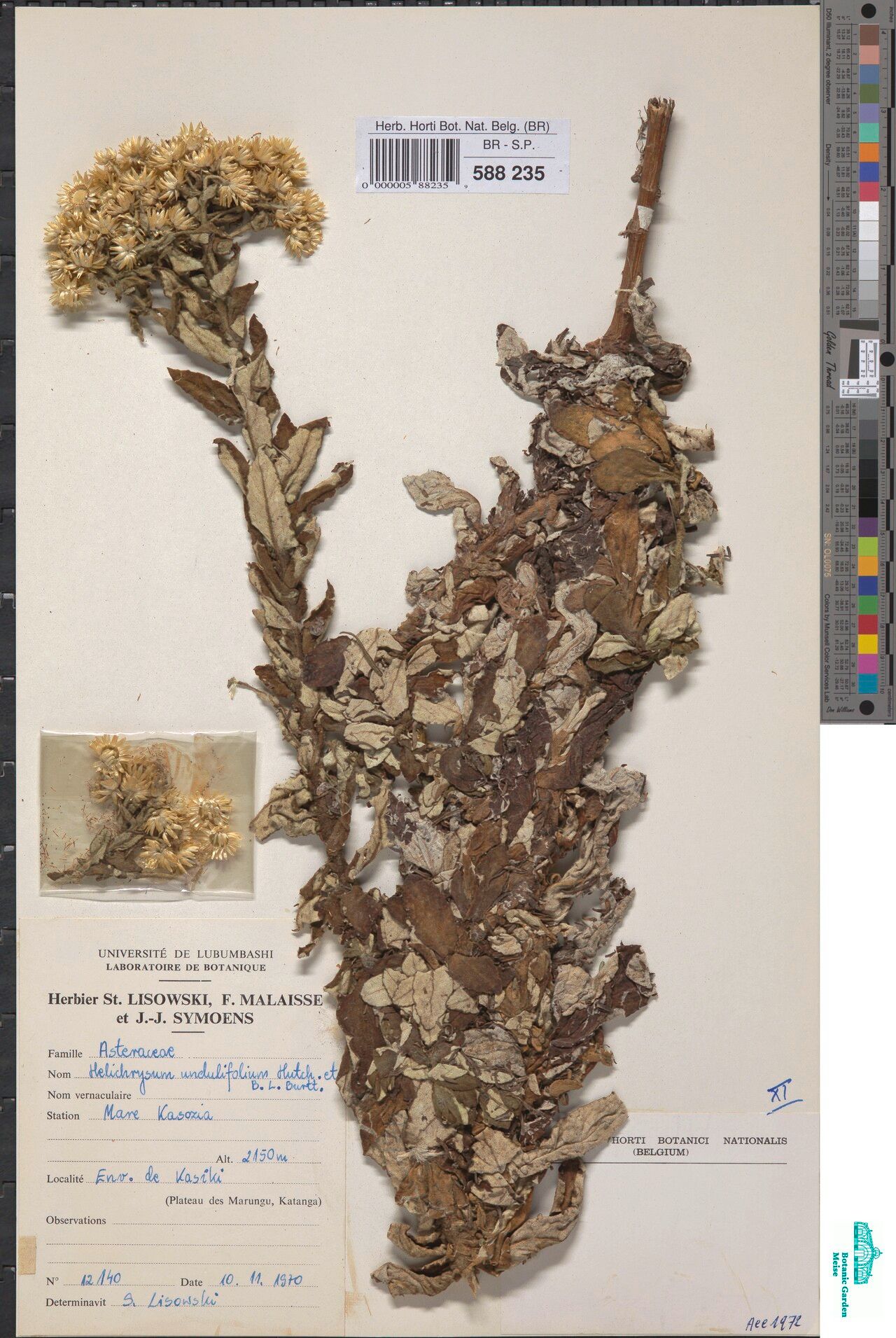 Helichrysum undulifolium — search result for 'Helichrysum'