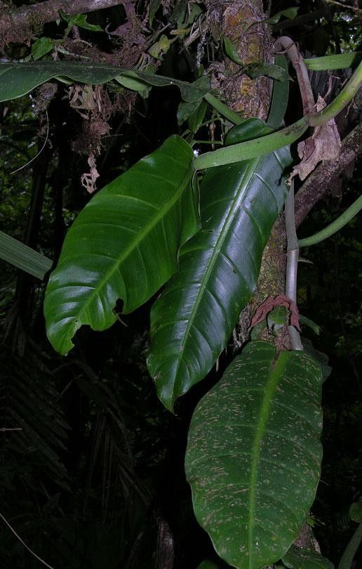 Philodendron ligulatum — houseplant care guide