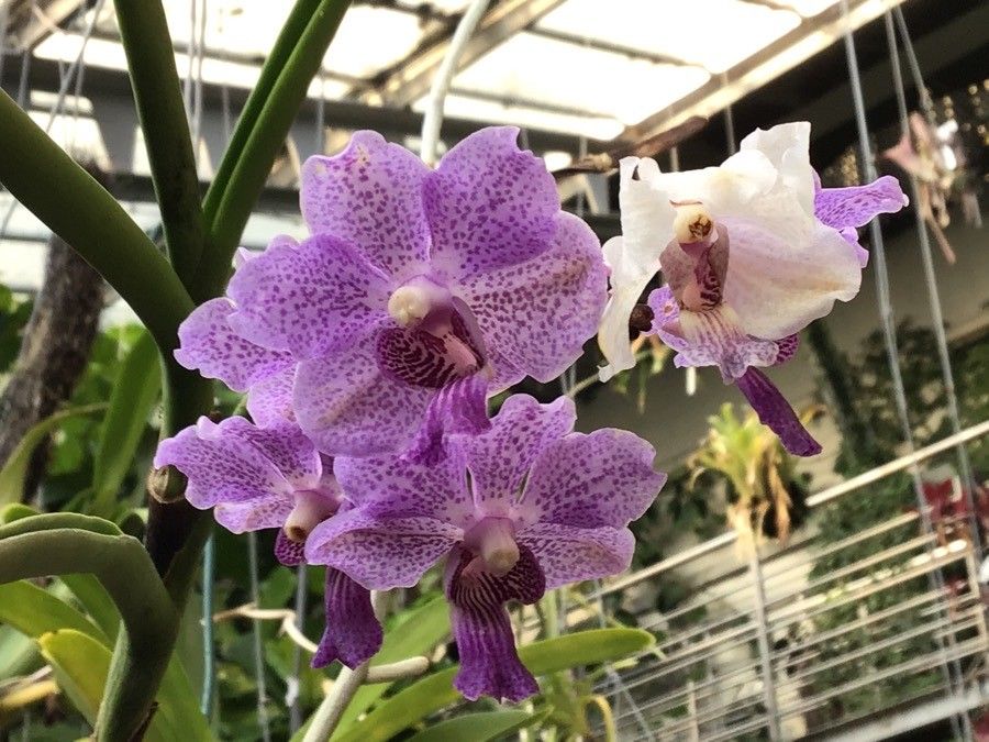 Vanda coerulescens leaf