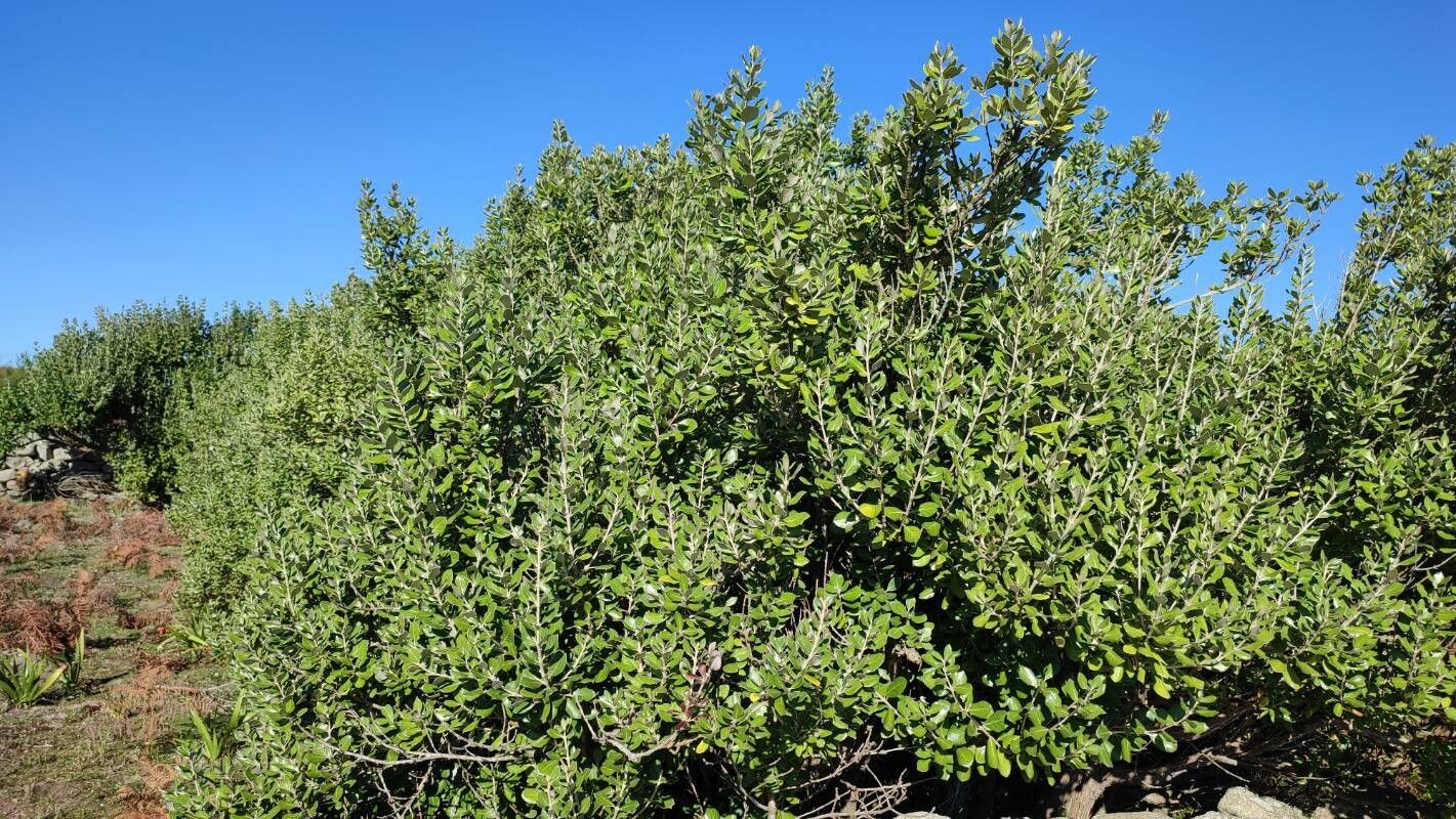 Olearia traversii flower