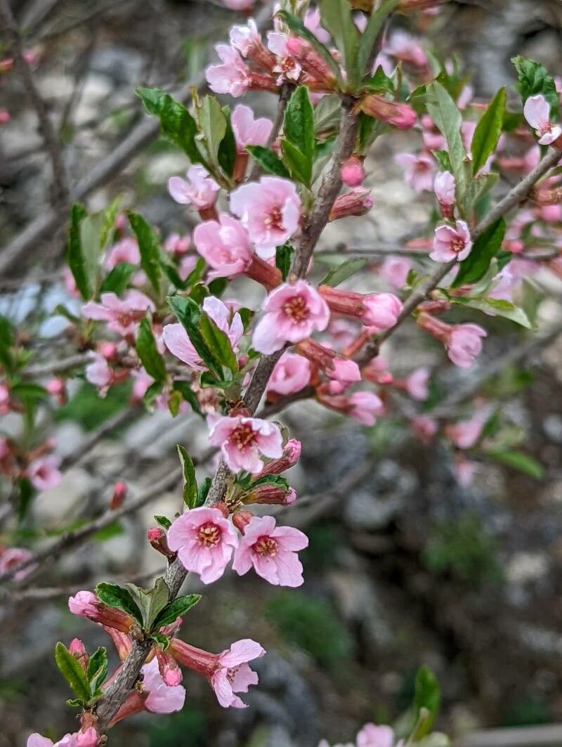 Prunus incana flower