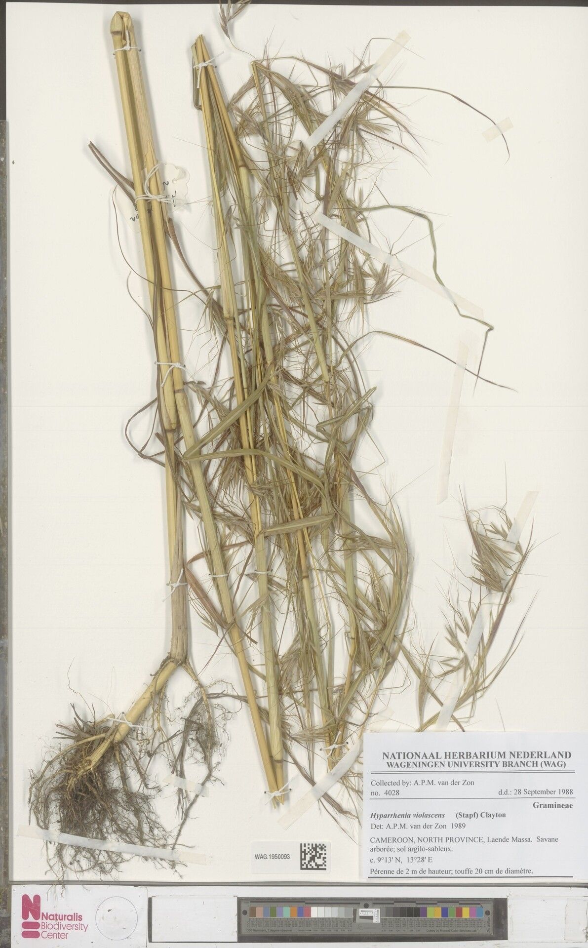 Hyparrhenia violascens — houseplant care guide