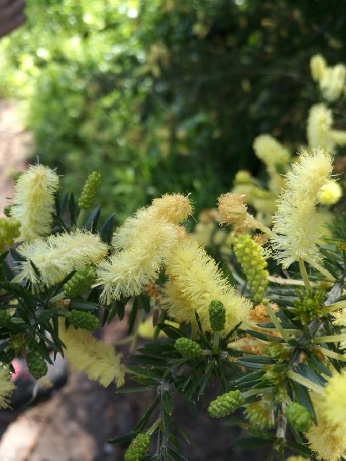 Acacia rigidula flower