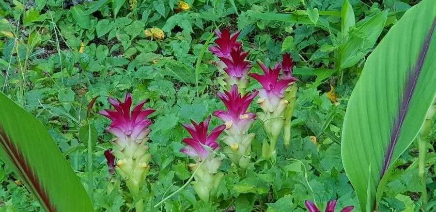 Curcuma zedoaria flower