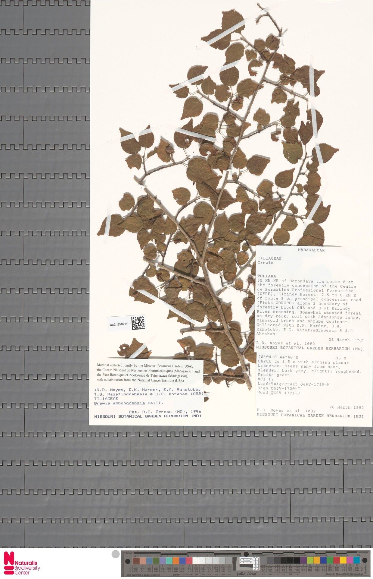 Grewia ambongoensis — related species from the same genus