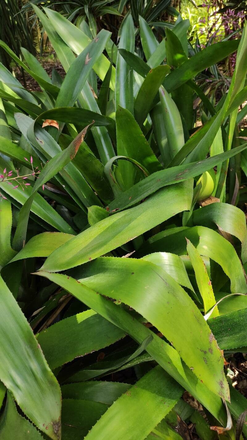 Aechmea spectabilis — houseplant care guide