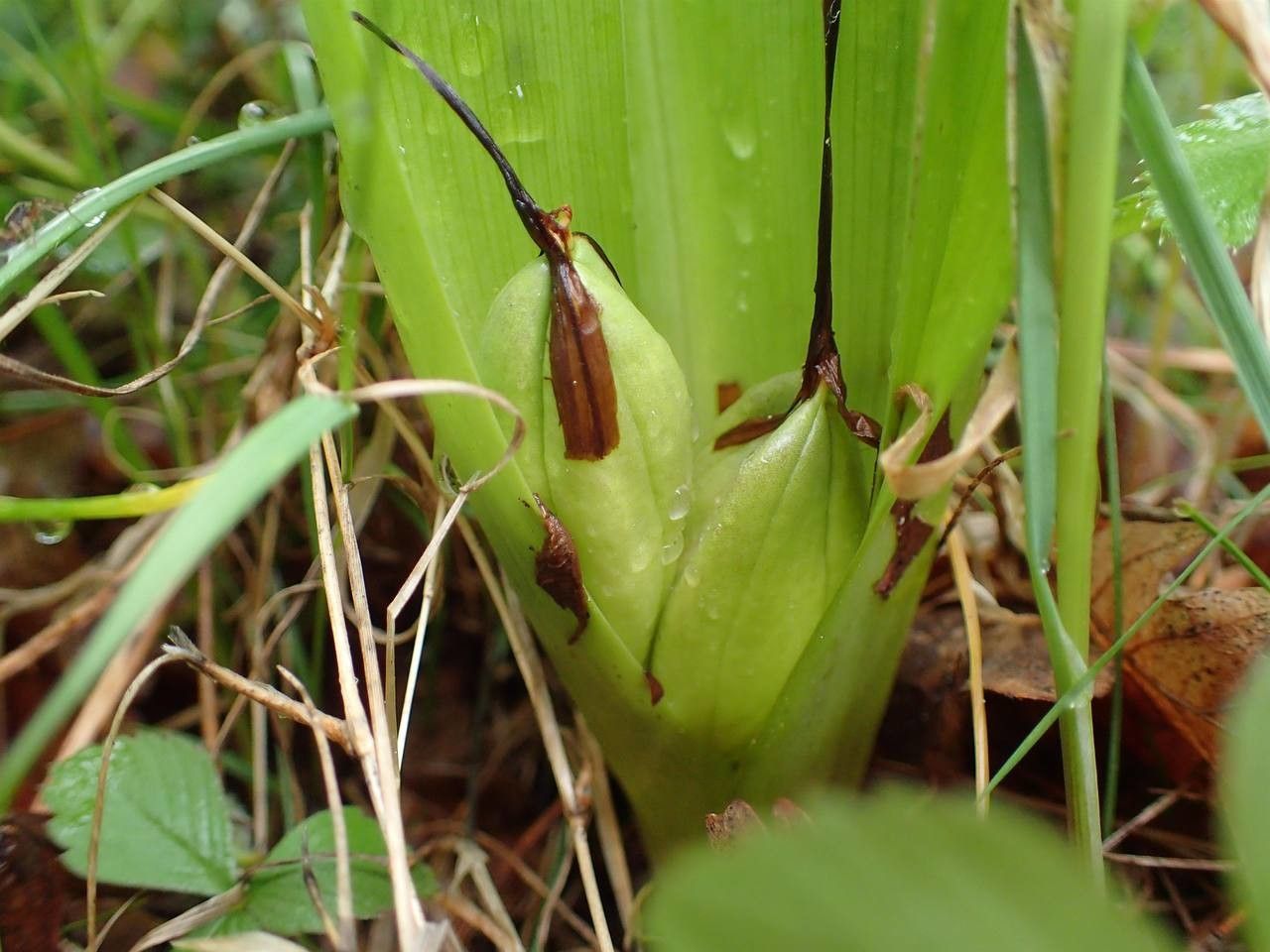 Colchicum autumnale fruit