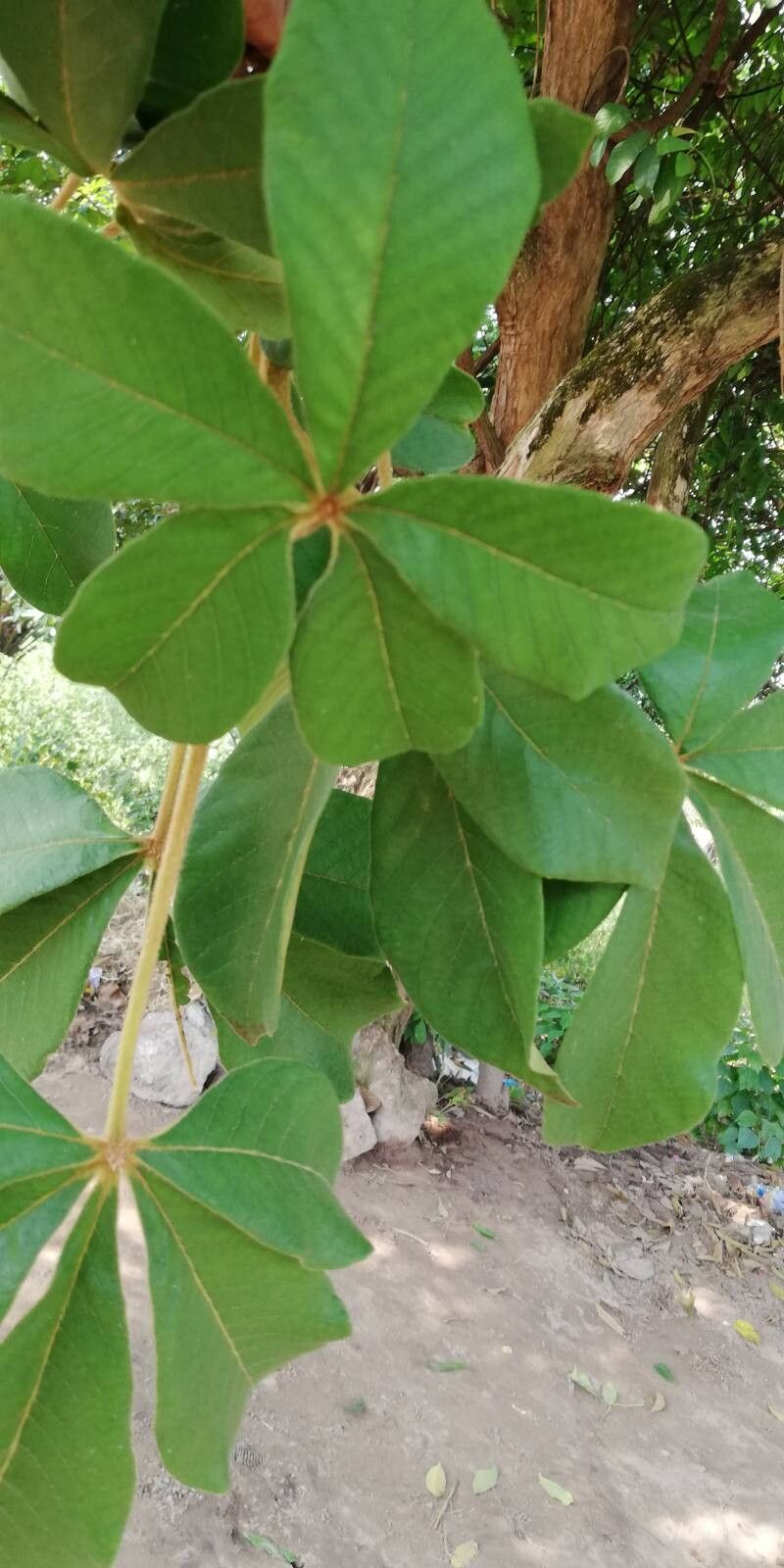 Vitex congolensis — houseplant care guide