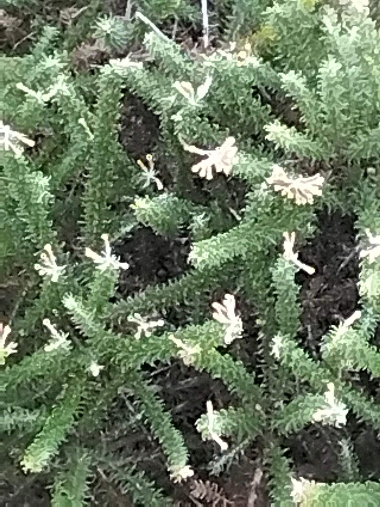 Metalasia muricata flower