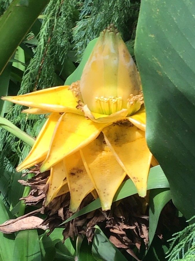 Ensete lasiocarpum flower