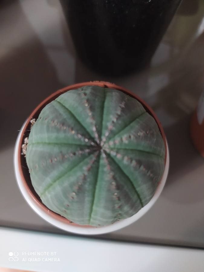 Euphorbia obesa flower