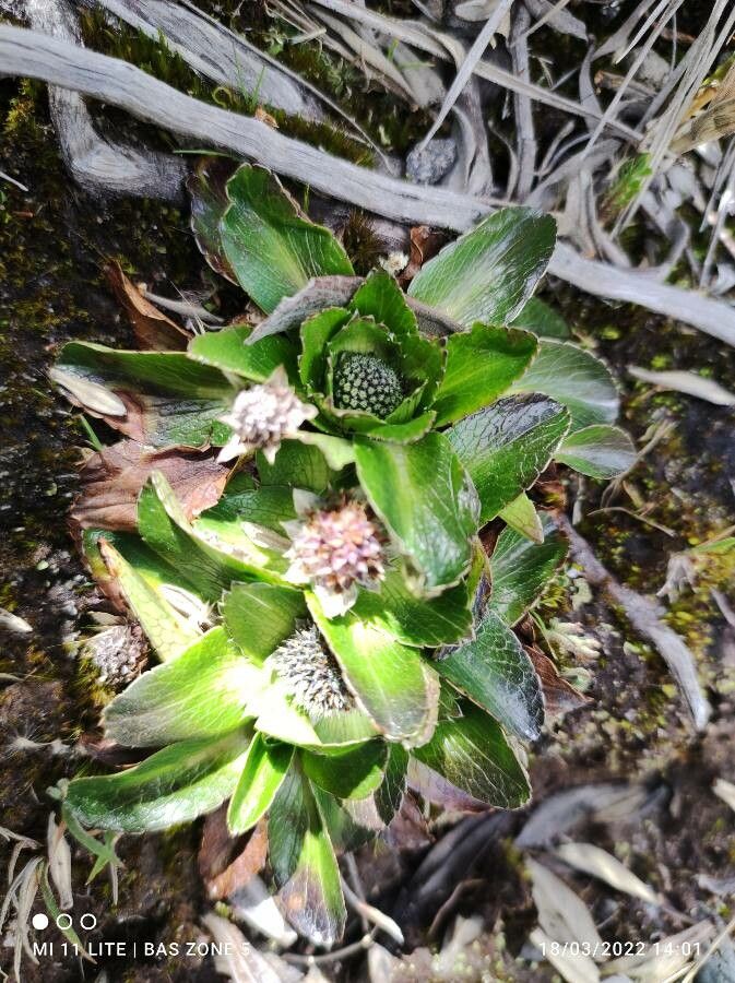 Eryngium humile habit