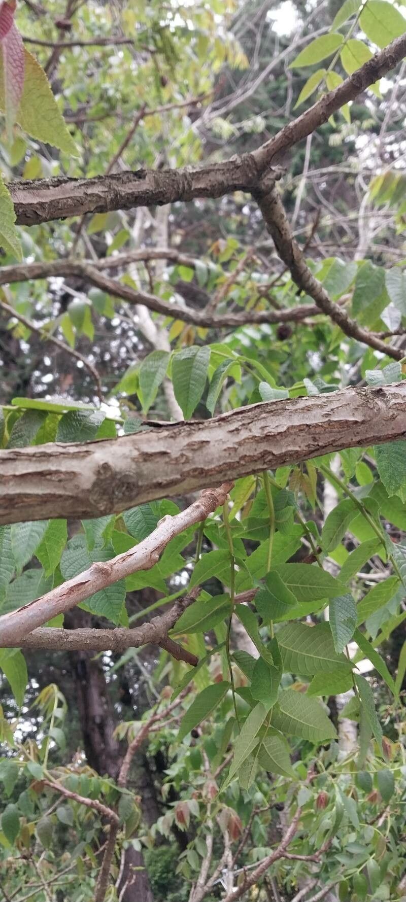 Cedrela salvadorensis bark