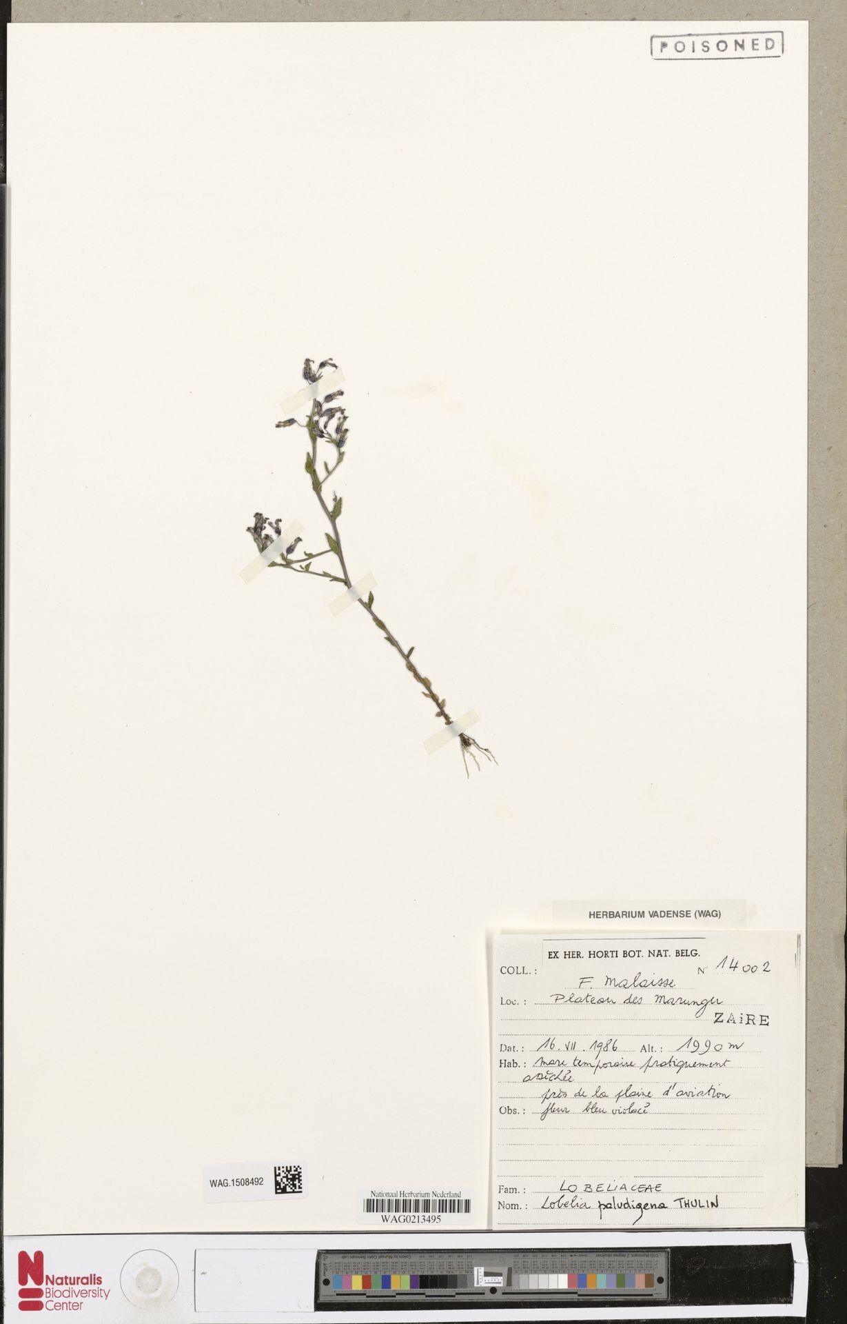 Lobelia paludigena — houseplant care guide