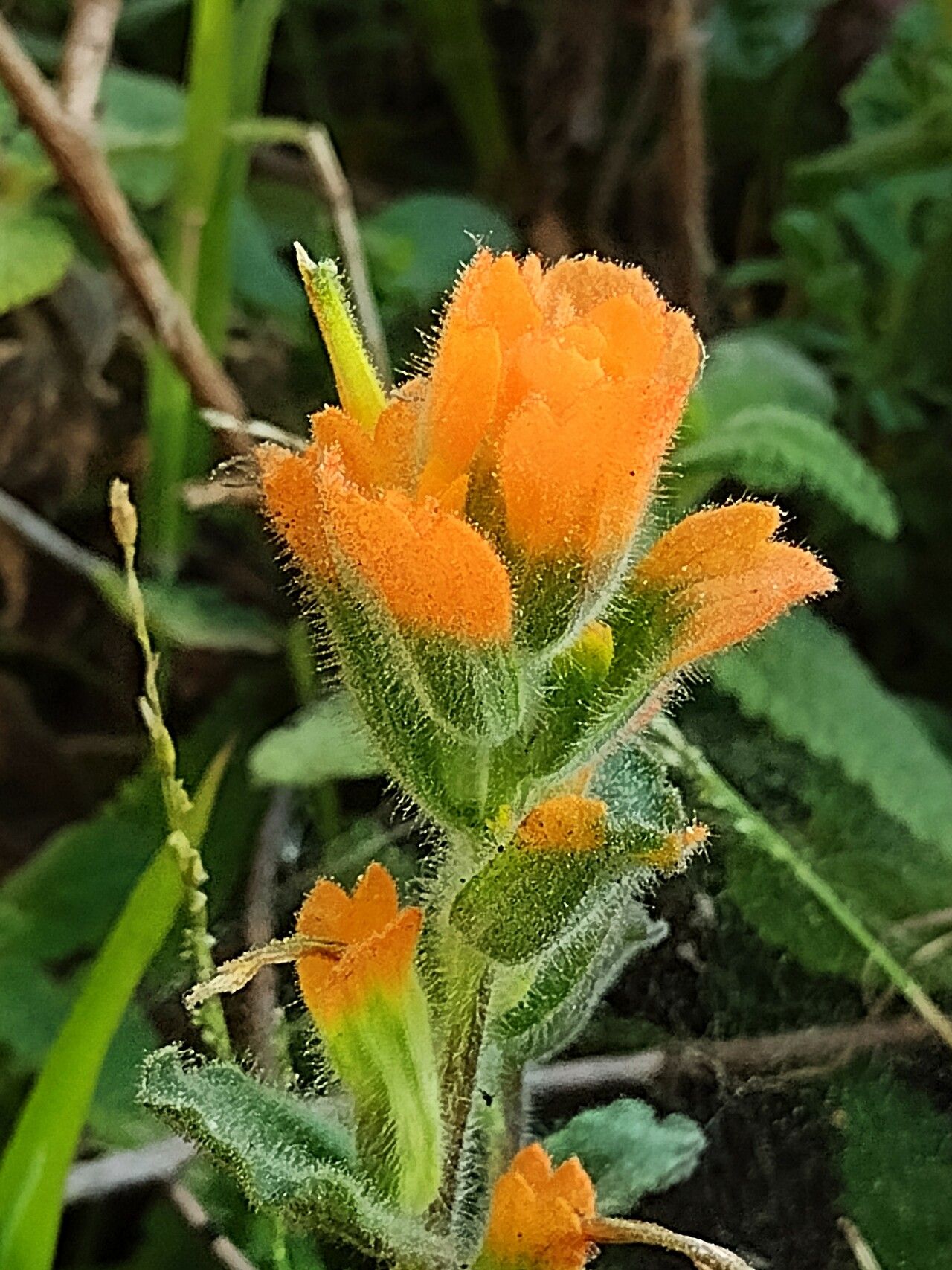 Castilleja affinis flower
