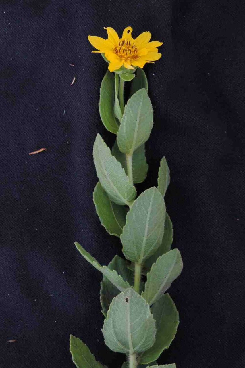 Aldama robusta flower