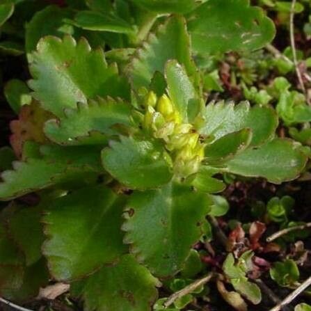 Phedimus litoralis flower