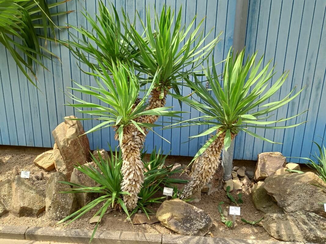 Yucca recurvifolia habit
