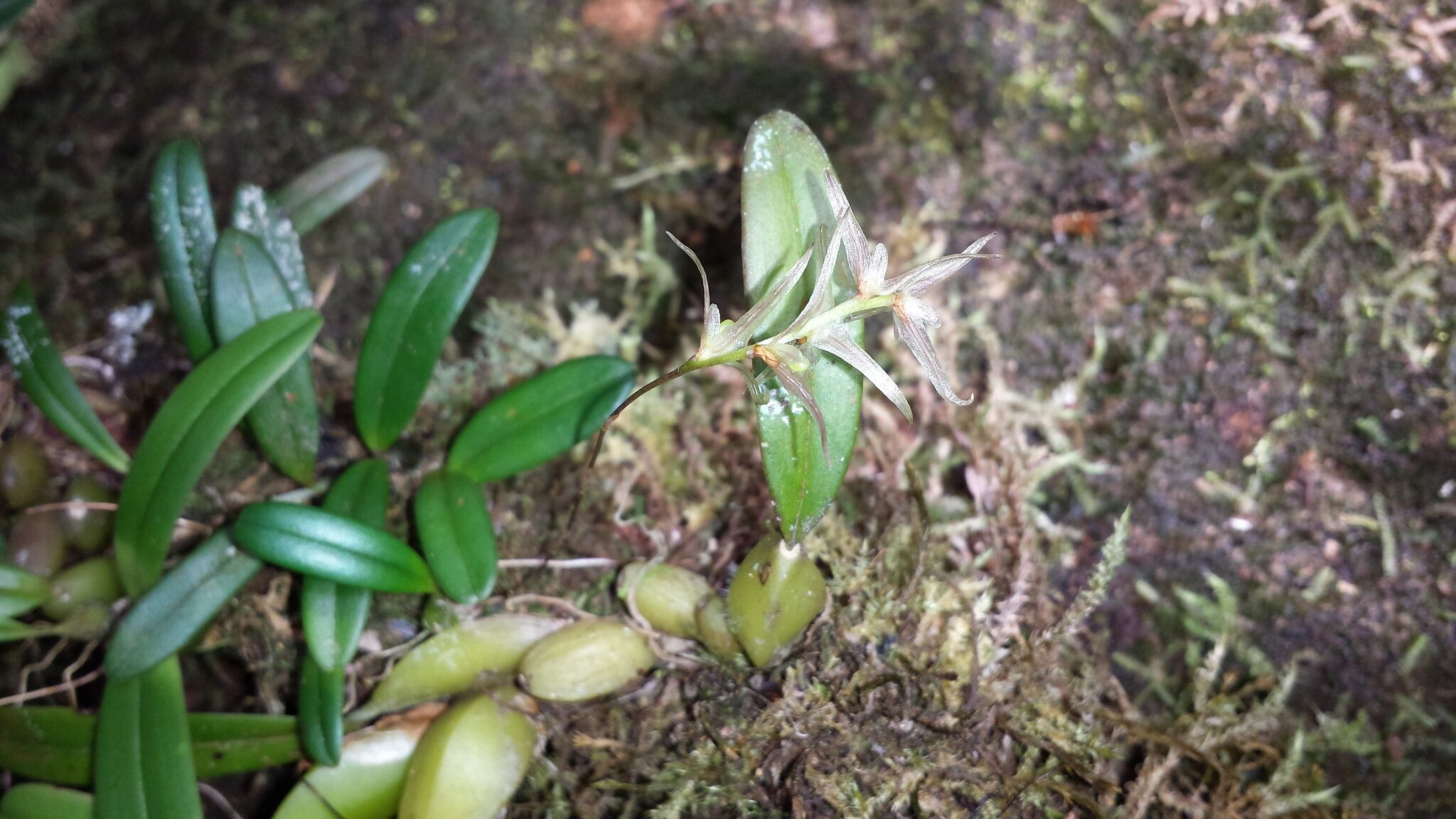 Bulbophyllum amoenum — houseplant care guide