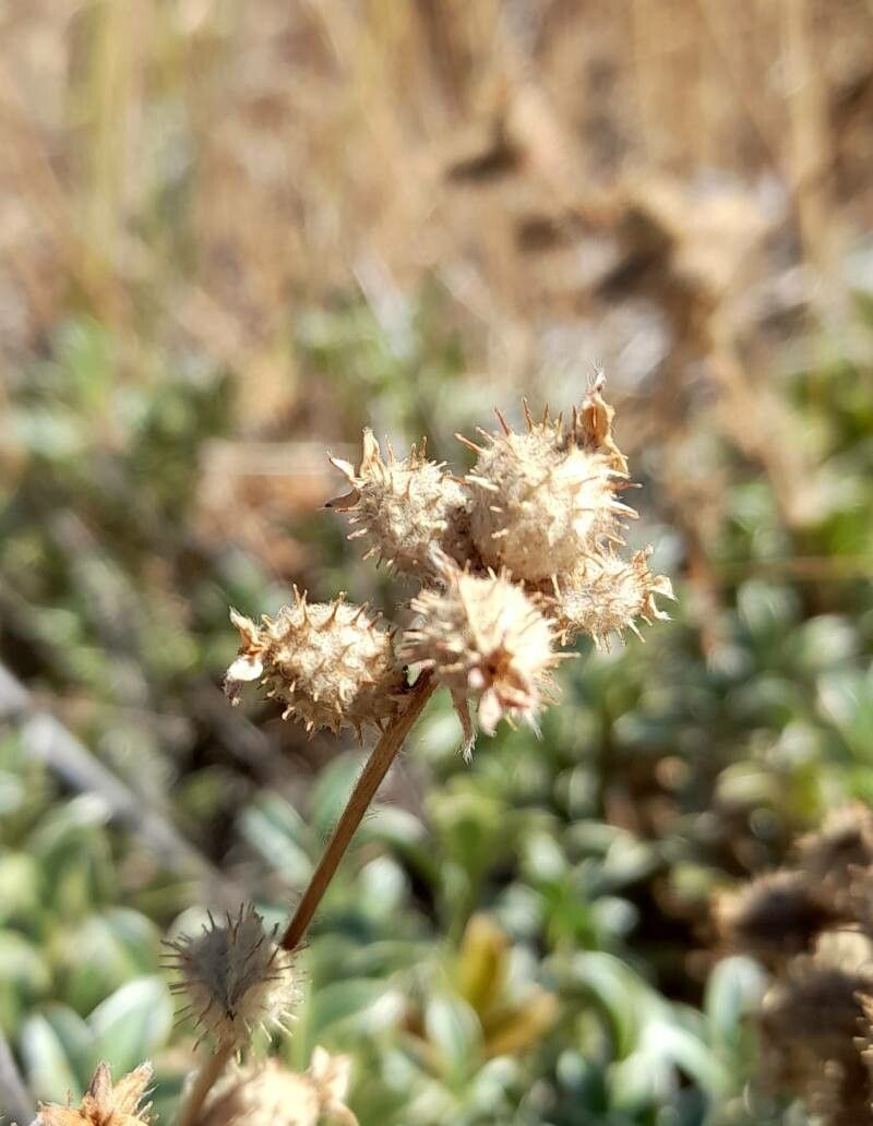 Acaena integerrima fruit