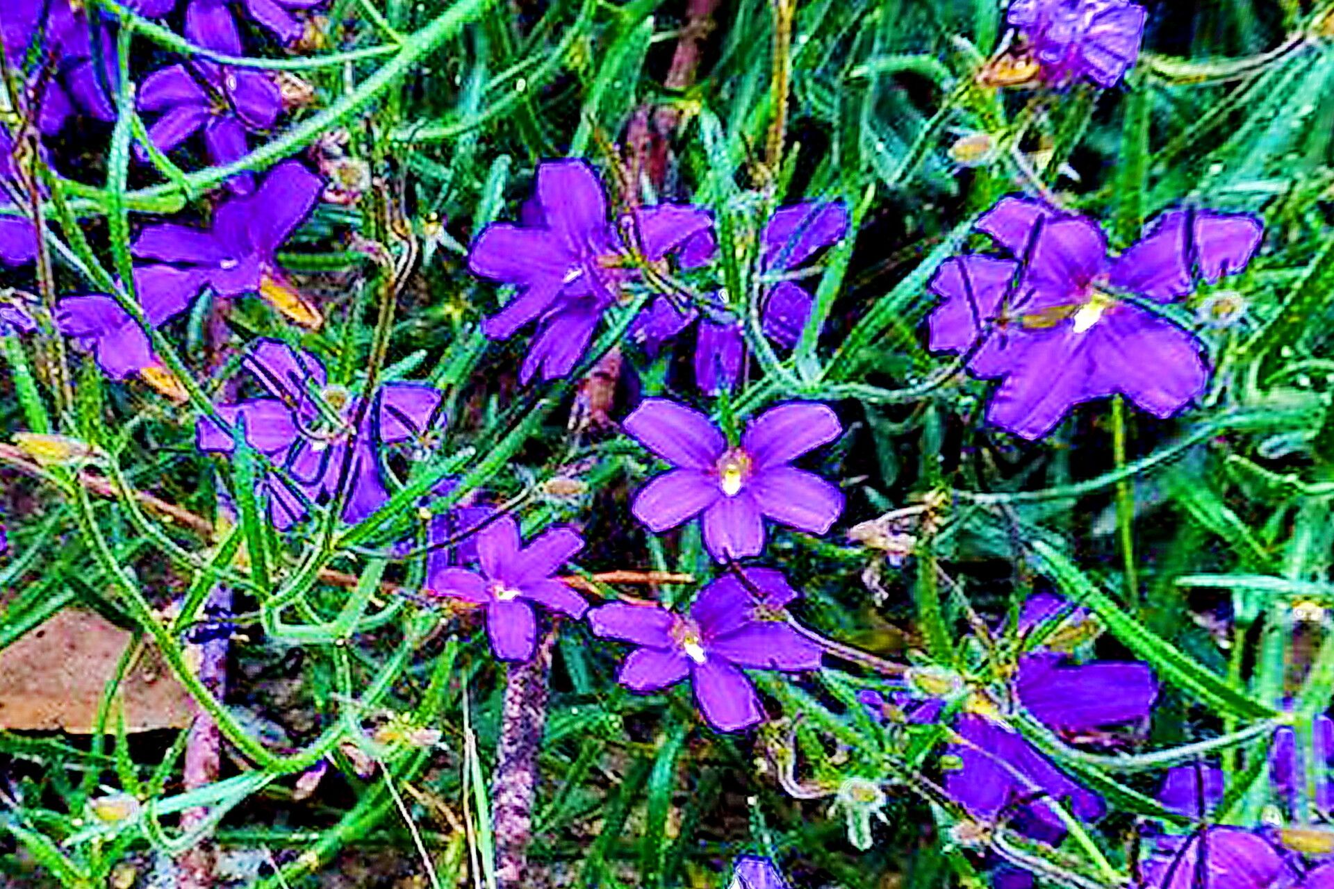 Scaevola ramosissima flower