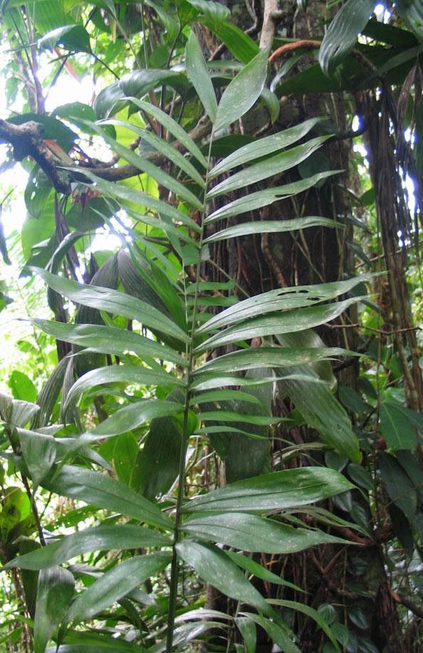 Synechanthus fibrosus — houseplant care guide