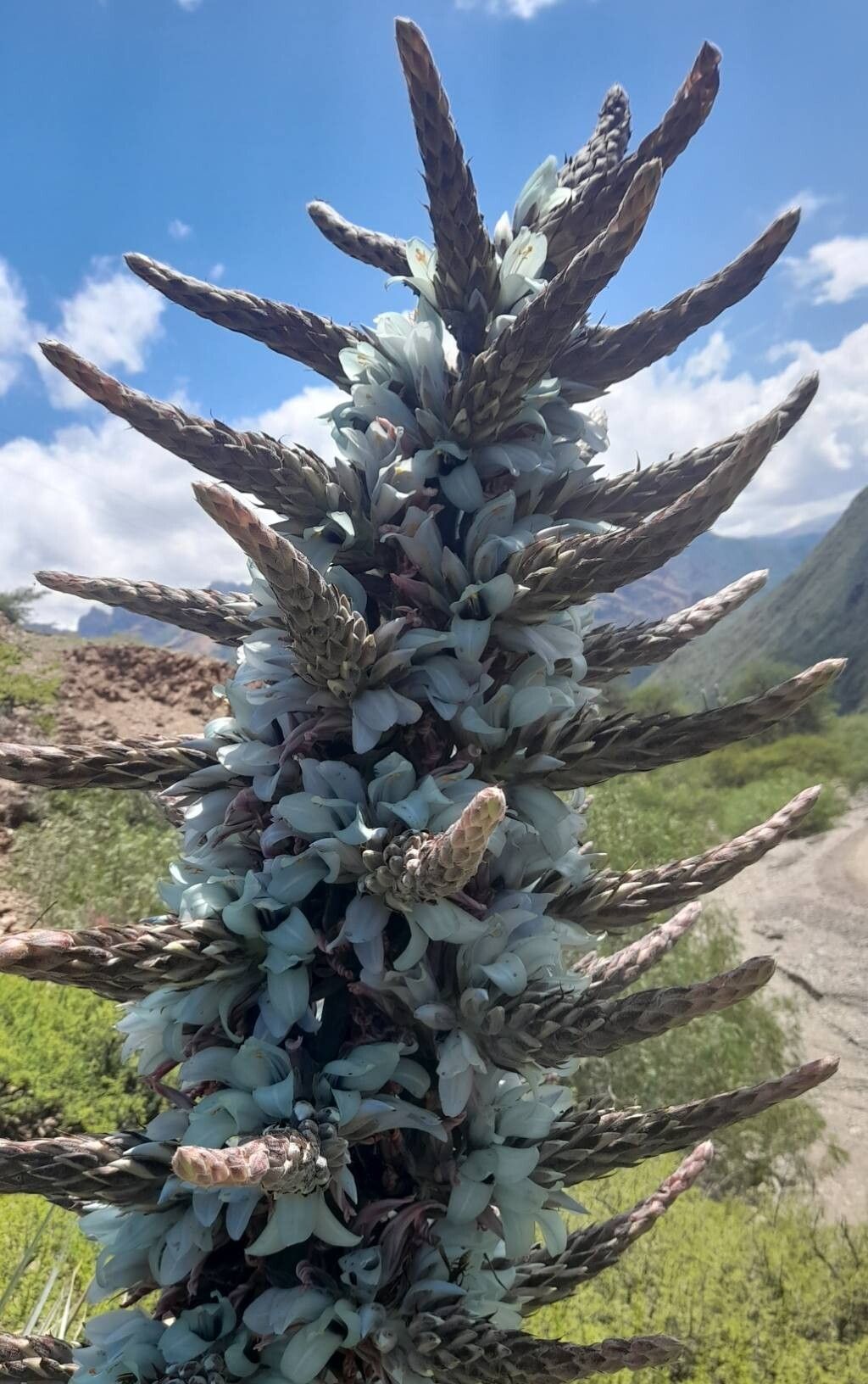 Puya castellanosii flower