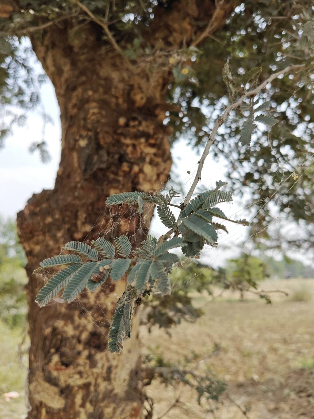 Vachellia leucophloea leaf