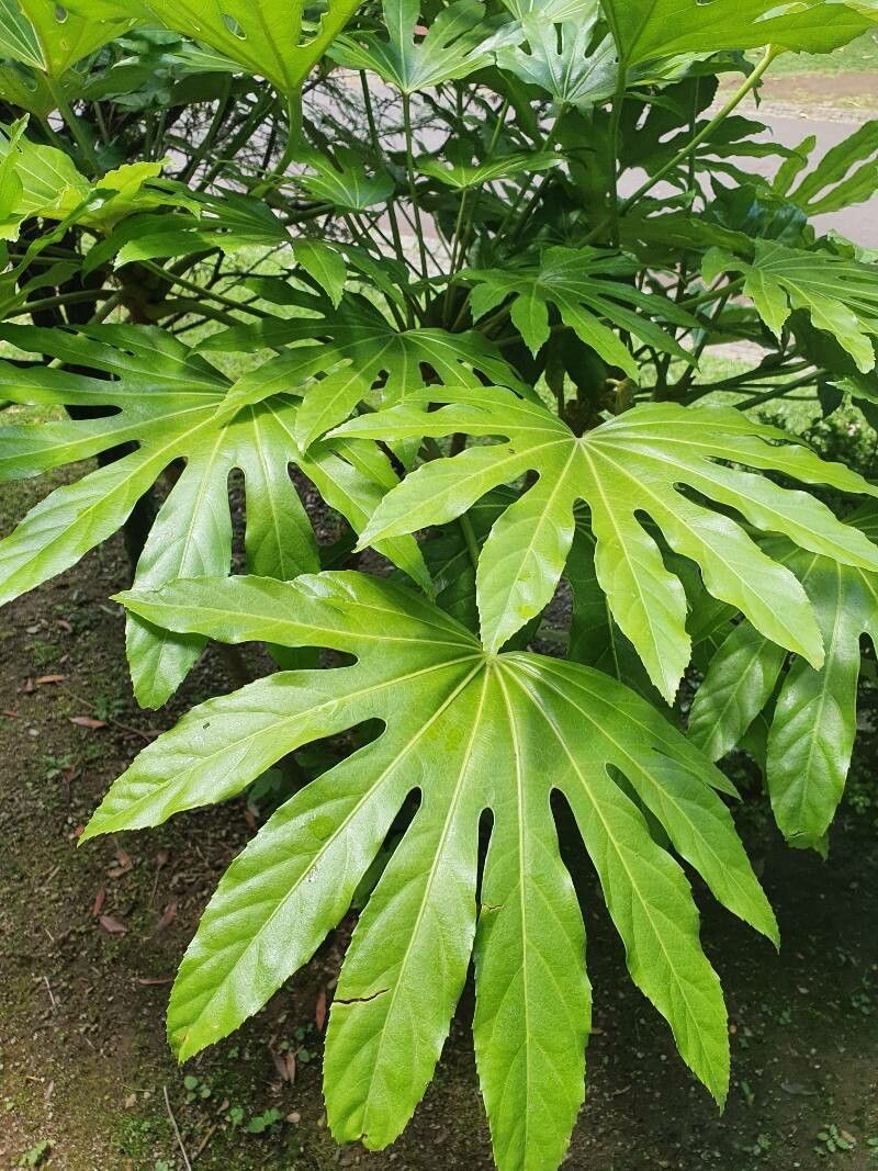 Fatsia polycarpa habit