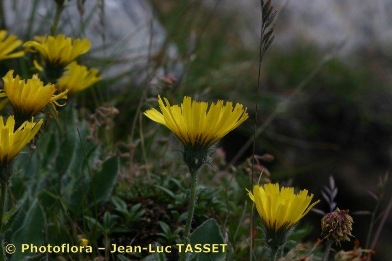 Hieracium ramondii — houseplant care guide