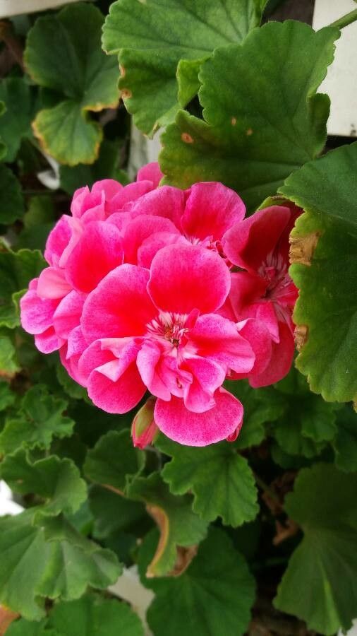Pelargonium inodorum flower
