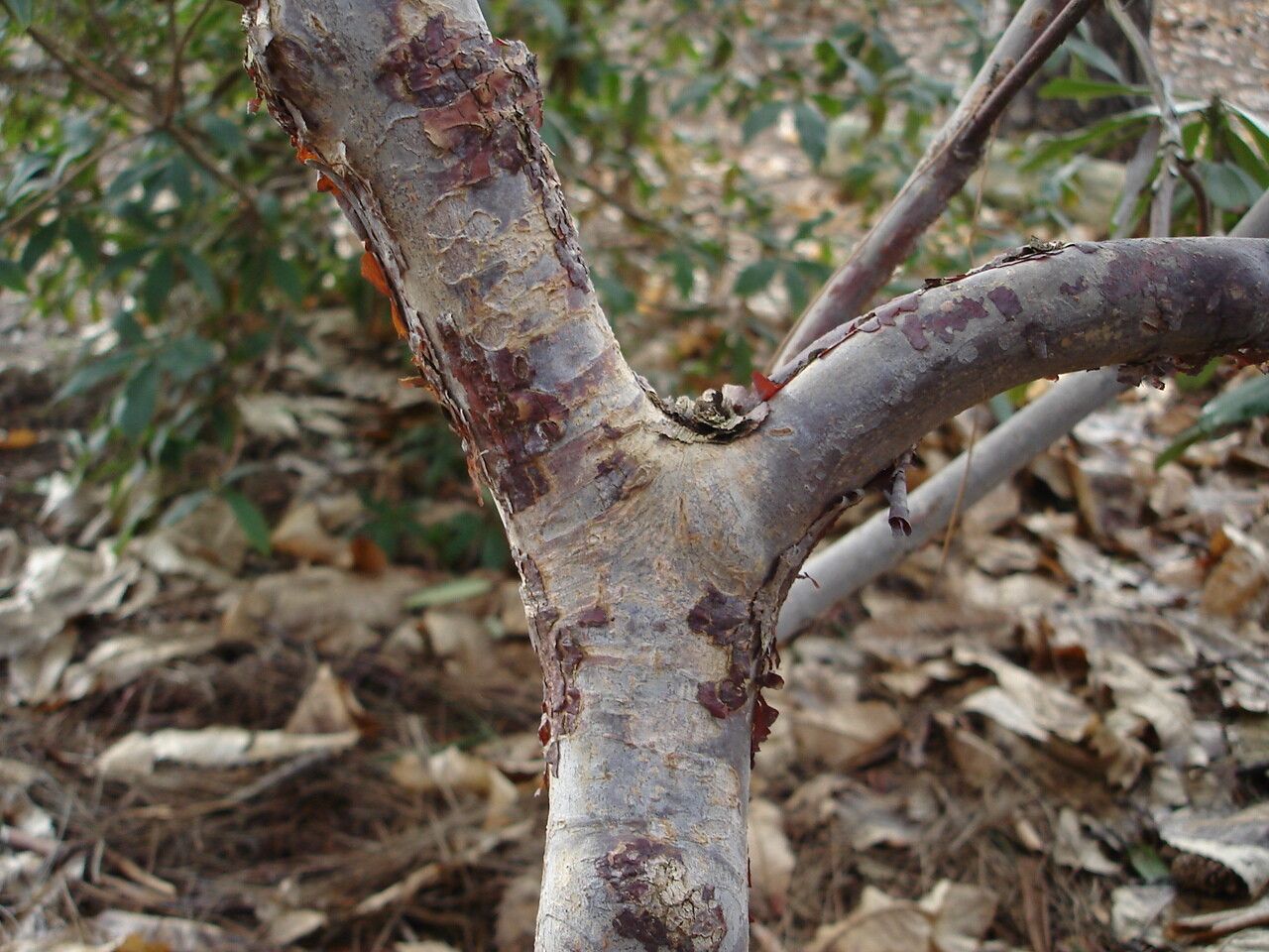 Rhododendron faucium bark