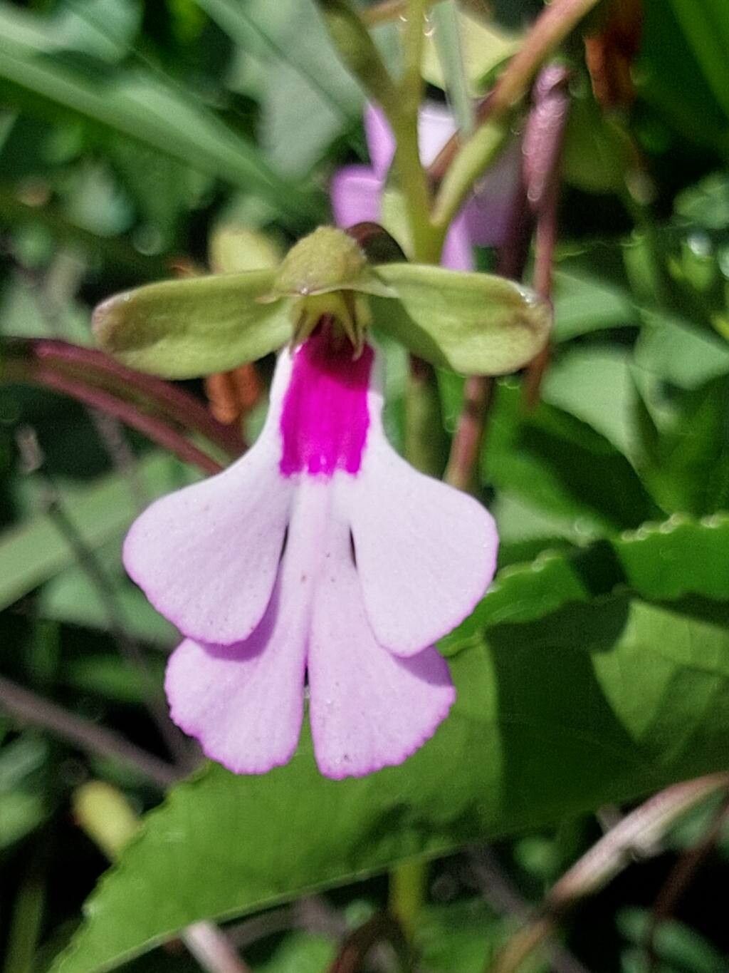 Cynorkis speciosa flower
