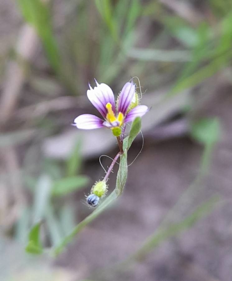 Sisyrinchium minus — search result for 'Sisyrinchium'