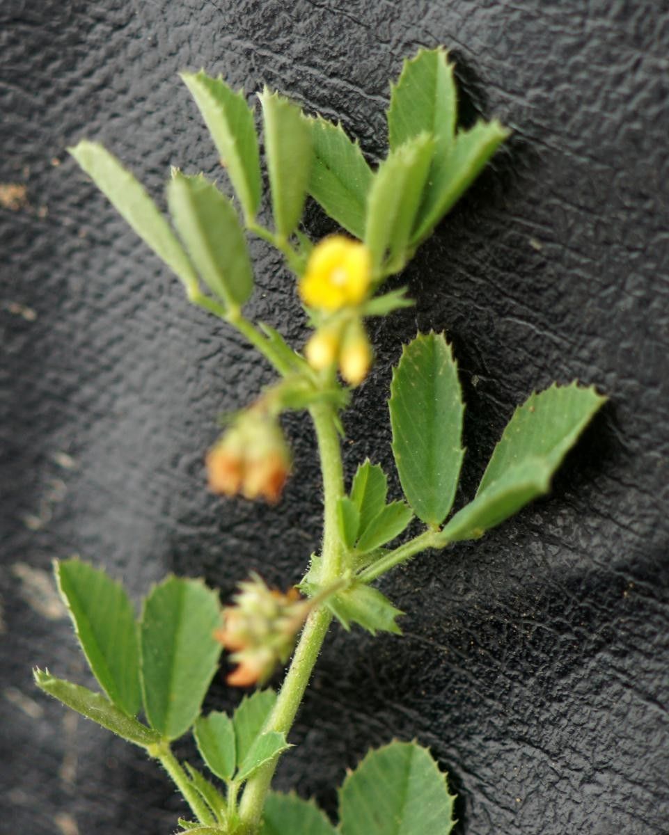 Medicago rugosa leaf
