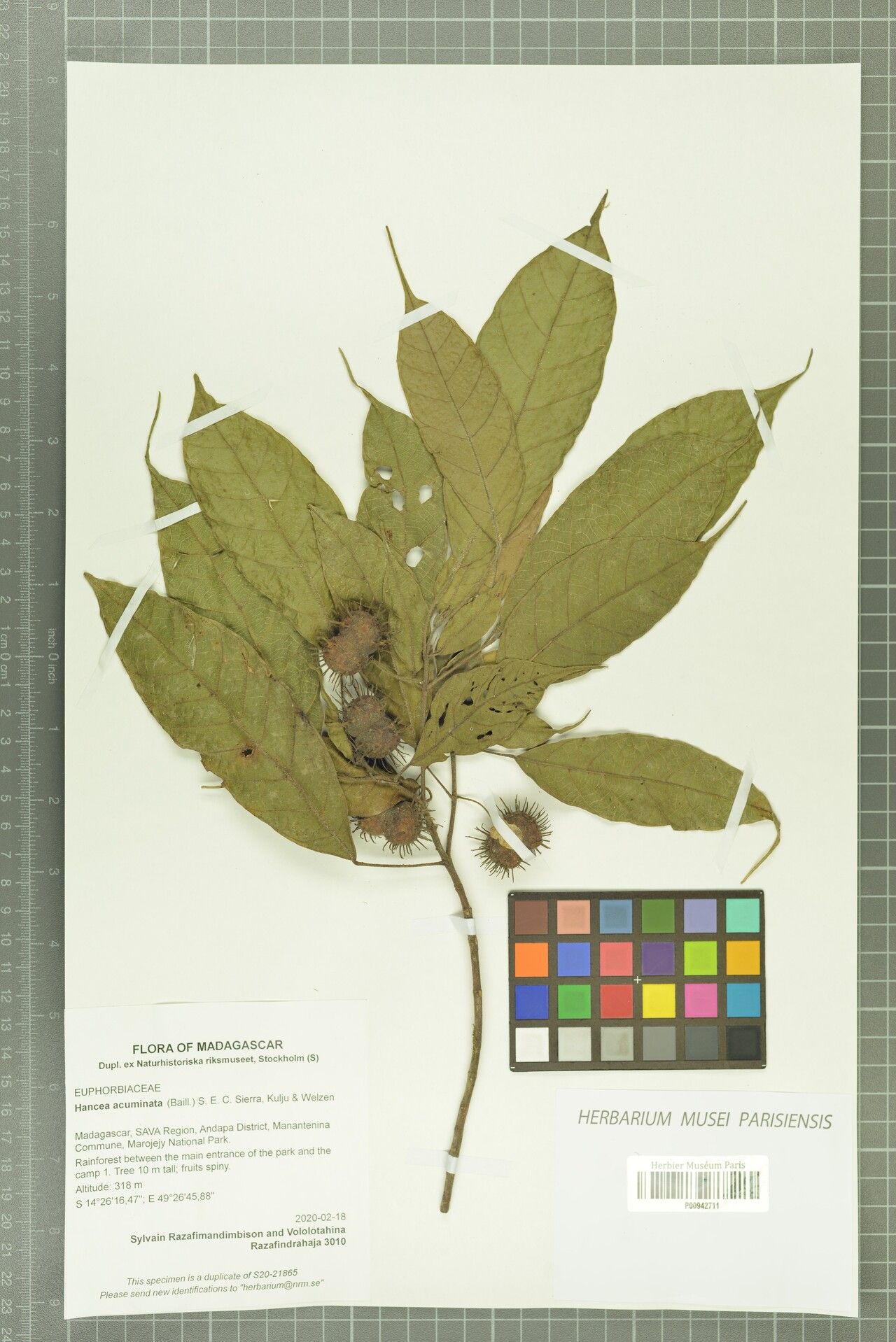 Hancea acuminata — related species from the same genus