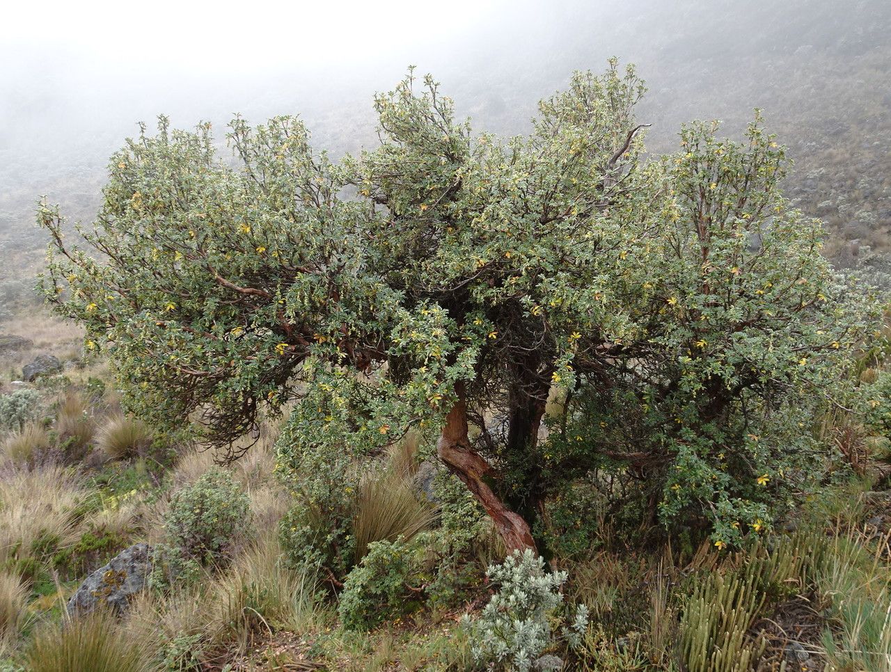 Polylepis sericea — related species from the same genus