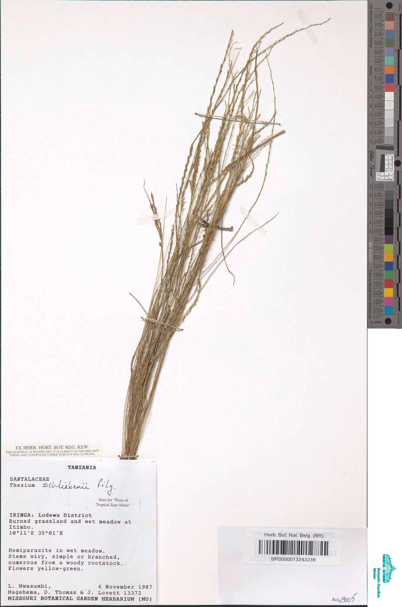 Thesium schliebenii — search result for 'Thesium'