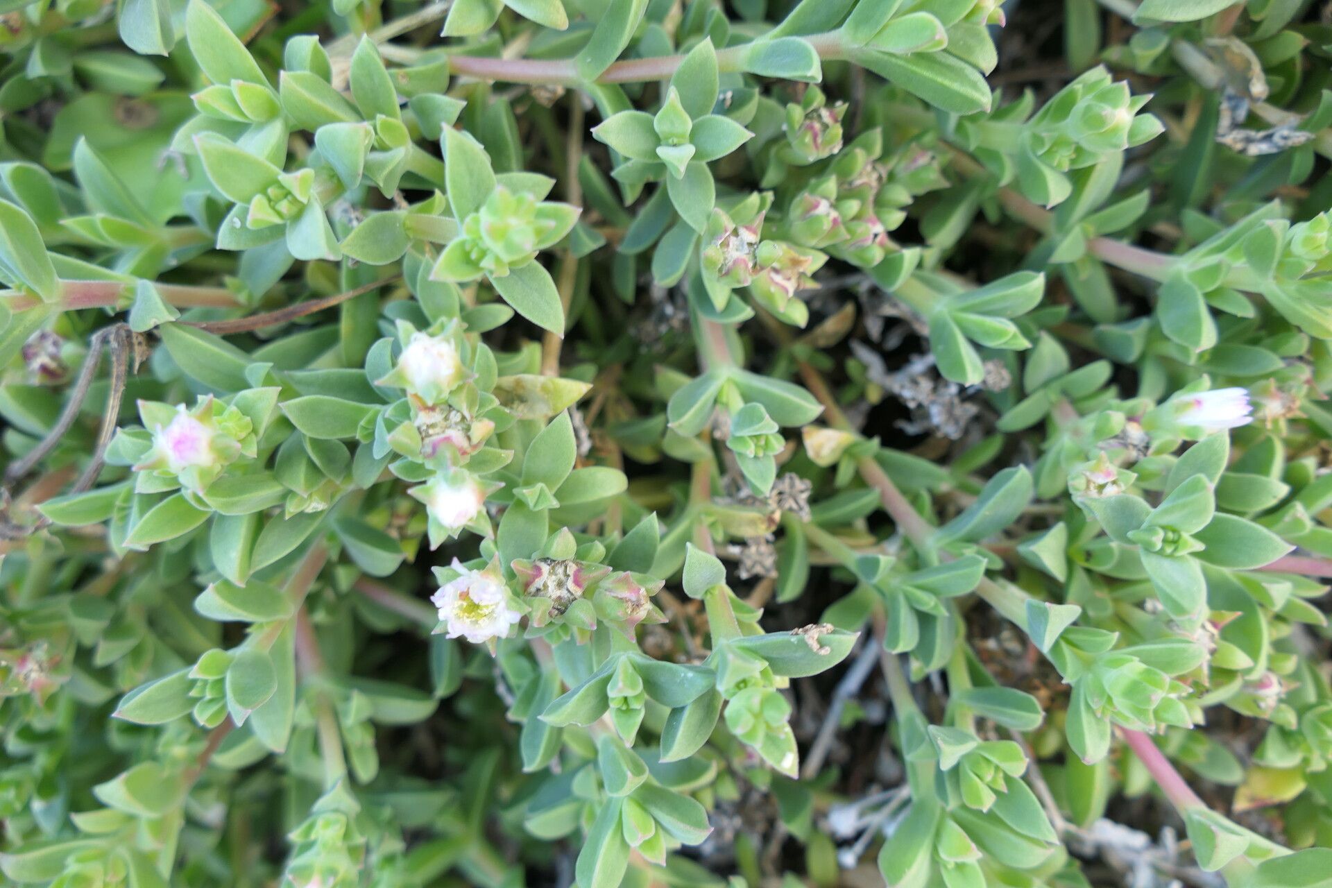 Delosperma saxicola — houseplant care guide