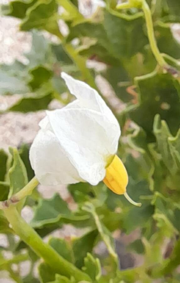 Solanum echegarayi flower