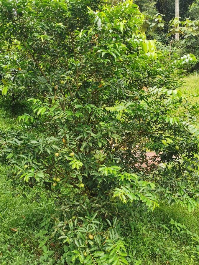 Phaleria macrocarpa habit